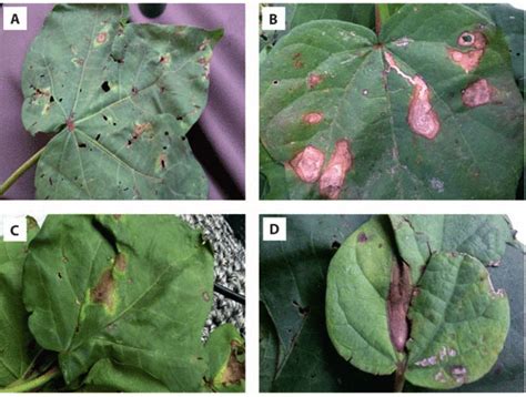 Symptoms of Alternaria alternata on cotton. A -leaf spot, B, C, D -leaf... | Download Scientific ...