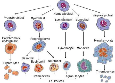 Serial cell differentiation: intricate system of design