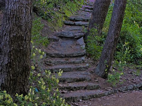 Crooked Steps Through Trees Free Stock Photo - Public Domain Pictures