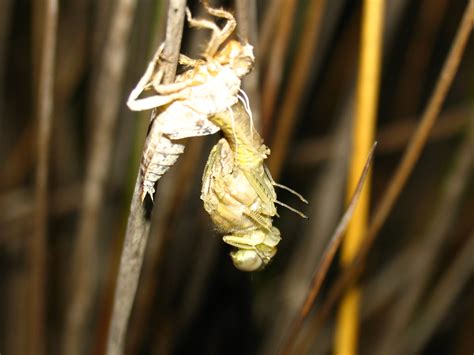 Dragonfly Metamorphosis by minesite on DeviantArt