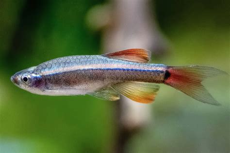 White Cloud Mountain Minnow Fish Species Profile