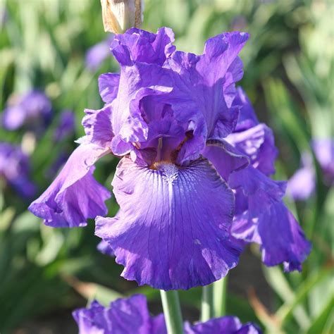 Purple Reblooming Bearded Iris His Royal Highness Rhizomes for Sale ...