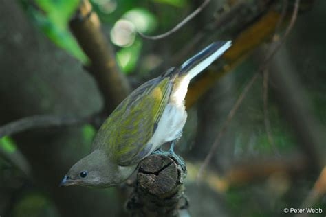 Move over you nest-stealing cuckoos, the honeyguides are just as crafty ...