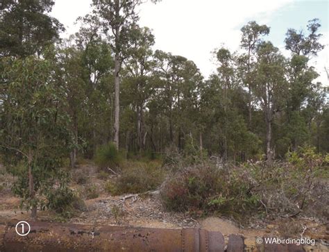 Leeuwin Current Birding: Victoria Dam: Perth's Hidden Endemic Hotspot