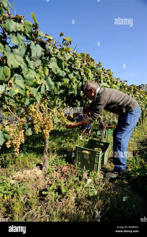 italy, basilicata, vineyards, grape harvest, man hand picking grapes Stock Photo - Alamy