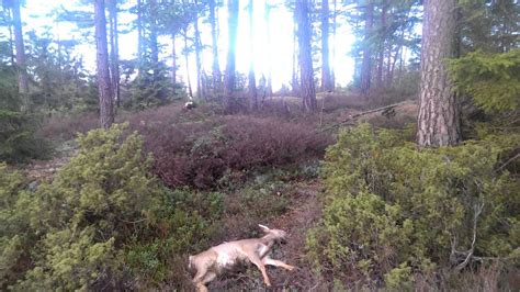 PBGV Casper and me hunting roe deer in Norway - YouTube