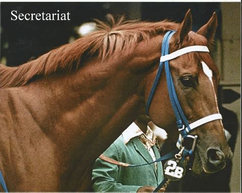 SECRETARIAT Close up Head & Neck Color Photo 10 X 8 - Etsy