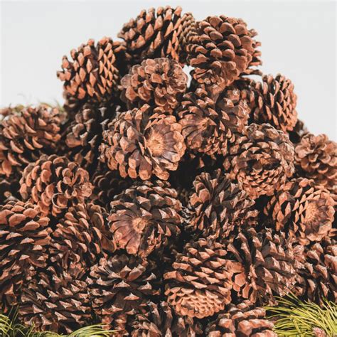 Cinnamon Scented Pine Cones for Sale - Pine Cones Direct