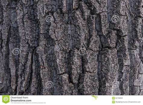 Cottonwood Poplar Tree Bark 1 Stock Photo - Image of bark, cracks: 62708084