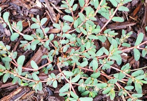 Spotted Spurge a Summer Scourge - Meehan's Lawn Service