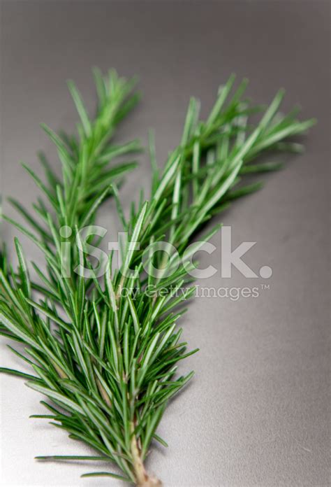 Sprig Of Rosemary Stock Photo | Royalty-Free | FreeImages