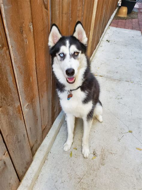 Alaskan Husky Puppies For Sale | Essex Street, San Diego, CA #313535