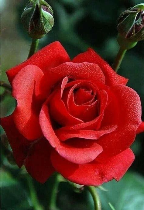 319 best Rosas rojas images on Pinterest | Red roses, Blossoms and Flowers