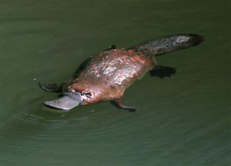 Australian Animals Platypus