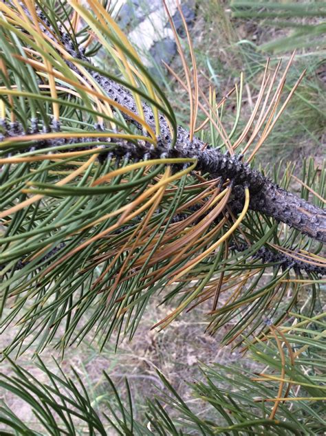 Pine tree disease #346222 - Ask Extension