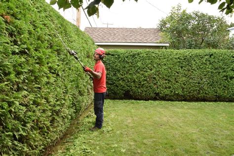 When Is the Best Time for Pruning Arborvitae Hedges? - Laidback Gardener