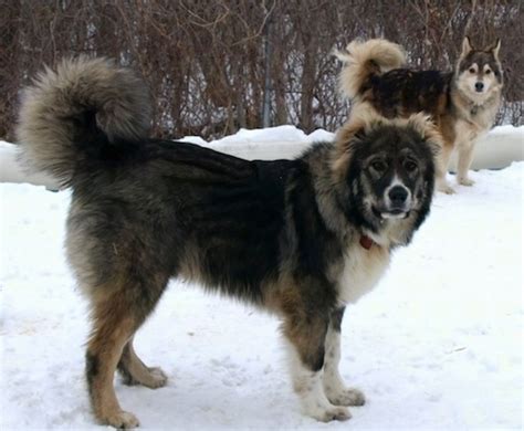 Caucasian Shepherd Dog Breed Pictures, 3