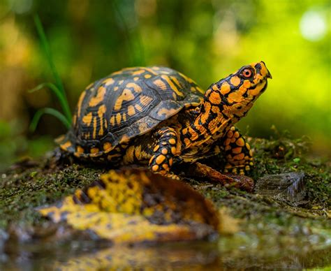 How To Care For An Eastern Box Turtle? | MyPetCareJoy