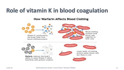 Role Of Vitamin K In Blood Clotting