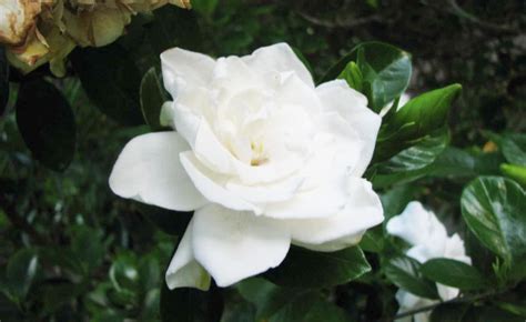 Gardenia jasminoides - Acacia LLC