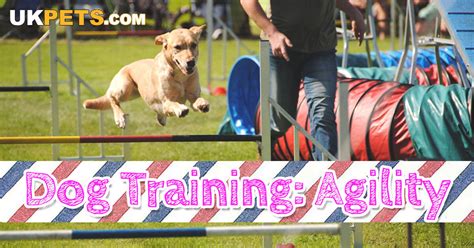 The Ultimate Beginner’s Guide to Dog Agility Training | UK Pets