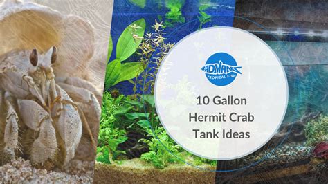 Hermit Crab Tank Ideas