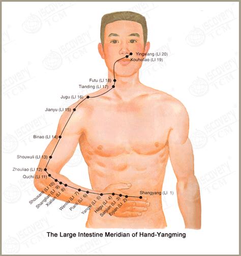 The Large Intestine Meridian of Hand-YangMing (LI) | Large intestine ...