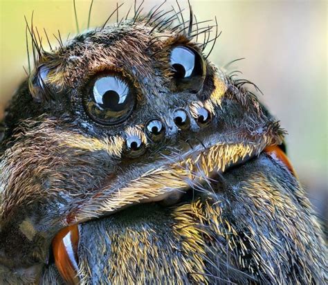 Daily Random Funny Pictures | Arachnids spiders, Spider face, Spider