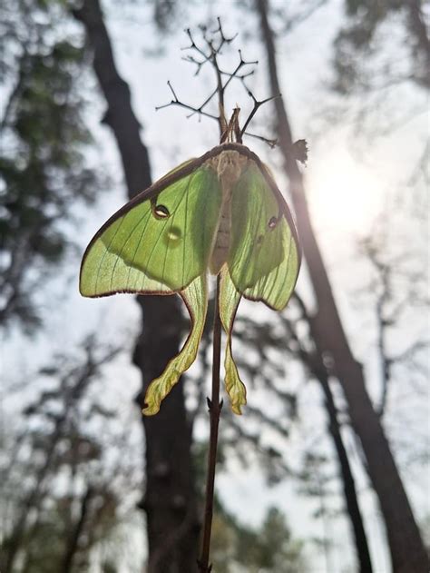 Female Luna moth from my earlier post. She flew to a nearby branch ...