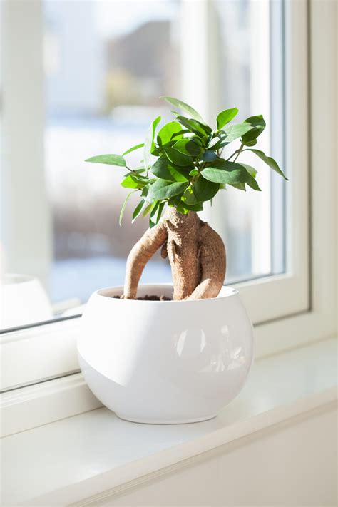 How to Take Care of a Bonsai Tree—for Beginners!