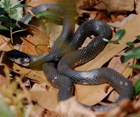 Southern Black Racer Snake: Facts And Photos - Science Trends