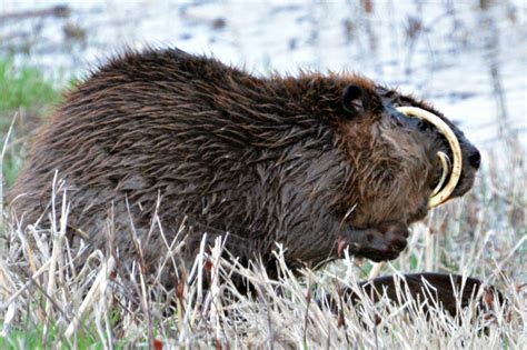 My mom took a picture of a beaver whose teeth have grown through its ...