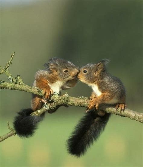 Baby Tree Squirrel