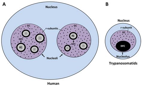 Cells | Free Full-Text | Nucleolar Structure and Function in ...