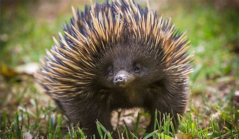 Where do Echidnas Live? - WorldAtlas