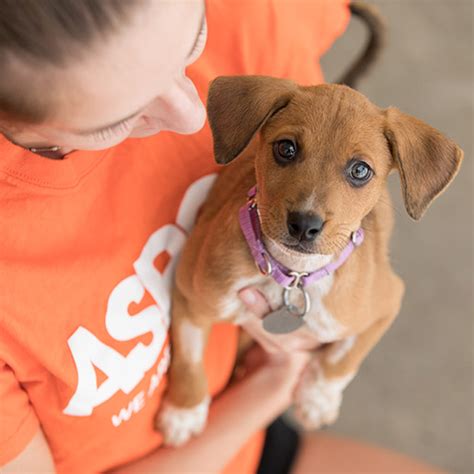 Careers: Jobs at the ASPCA | ASPCA