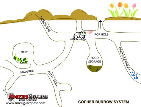 Pest, Termite, Gopher control in Temecula, Murrieta, Hemet, Moreno Valley: How to Control Those ...