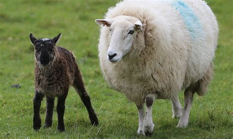 Irish farmer claims to have bred goat-sheep hybrid, or 'geep' - Animals ...