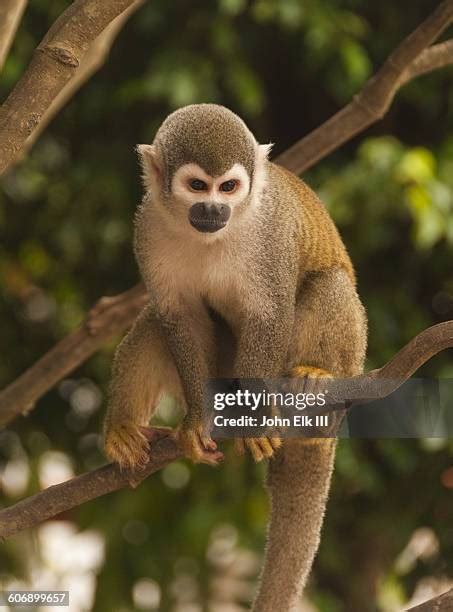 1,135 Amazon Rainforest Monkeys Stock Photos, High-Res Pictures, and ...