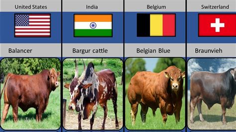 Cattle breeds From Different Countries | Cow From Different Countries ...