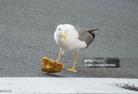 Seagull Eating Pizza High-Res Stock Photo - Getty Images