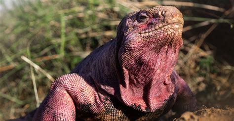 Major Discovery Gives Hope for Saving the Critically Endangered Pink Iguana | Galápagos Conservancy