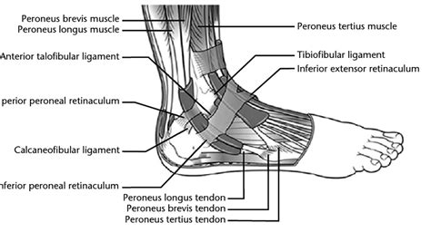 Lateral Malleolus Anatomy