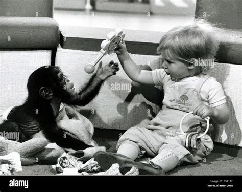 1980s chimpanzees apes primates monkeys friendship playing humour children animals hi-res stock ...