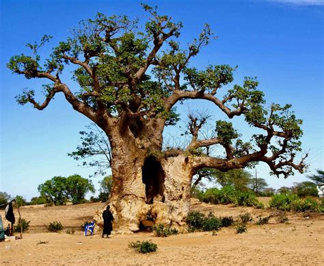 Baobab trees have more than 300 uses but they’re dying in Africa