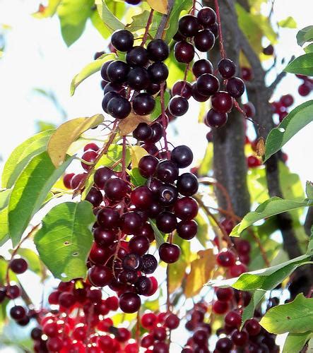 Chokecherry Berries (Prunus virginiana) in British Columbia