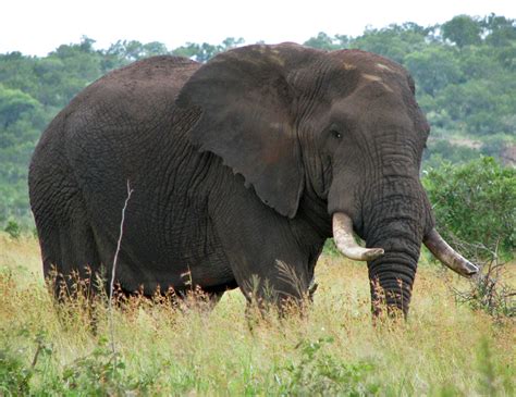 African Bush Elephant Facts, Habitat, Diet, Life Cycle, Baby, Pictures