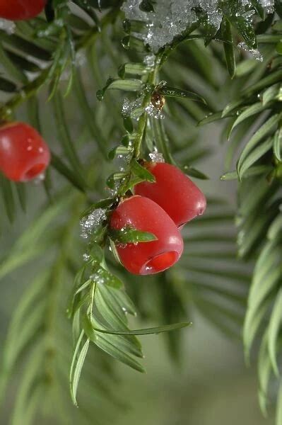 Yew with berries Our beautiful Wall Art and Photo Gifts include Framed ...