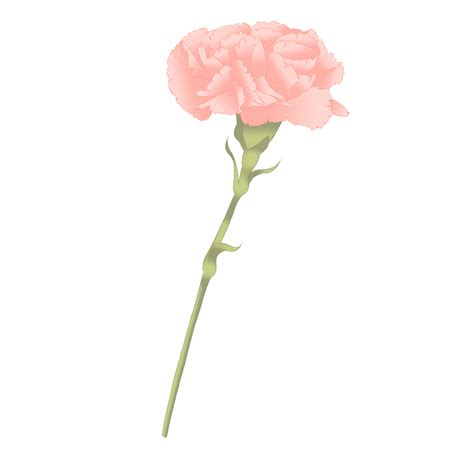 Pink Carnation PNG Image, Pink Carnation Flower, Carnation, Flowers, Pink PNG Image For Free ...