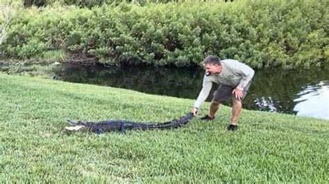 Alligator attack sends woman to hospital in Pinellas County - Flipboard